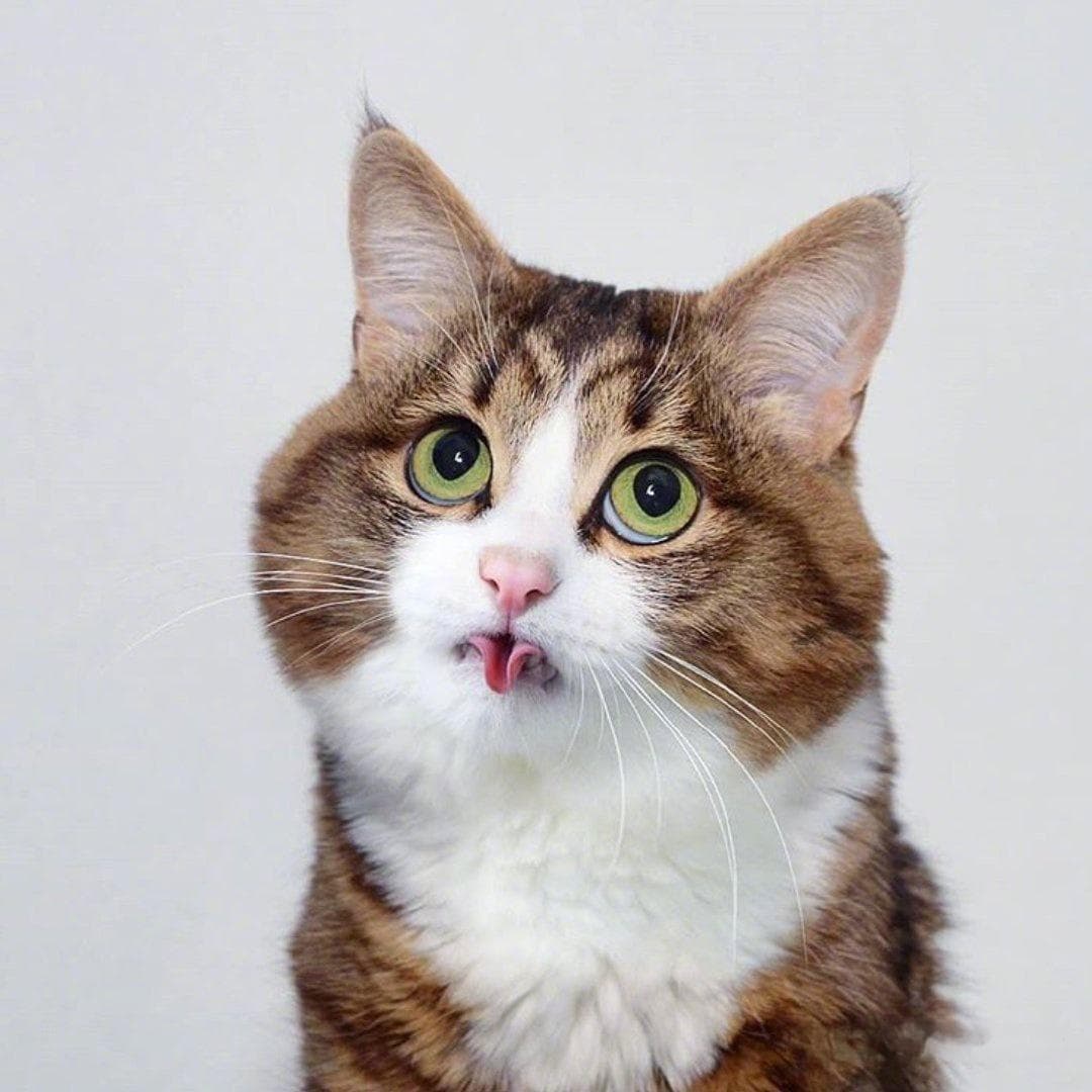 猫咪人脸表情包背后的萌宠故事与情感共鸣