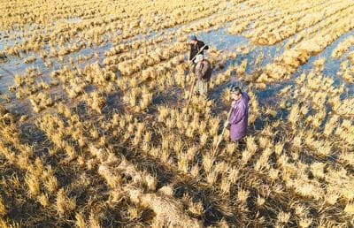 到2030年，全国优质饲草产量有望达到1.3亿吨——饲草产业迎“三增”