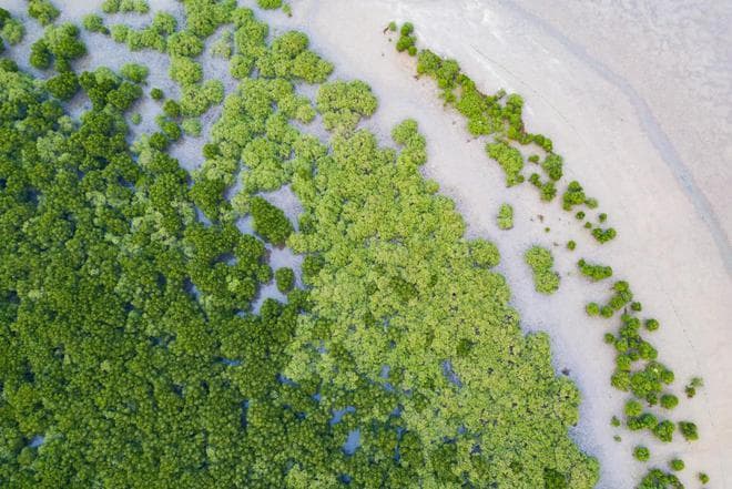 退塘还林到海岸保护，海口构建湿地生态防护体系