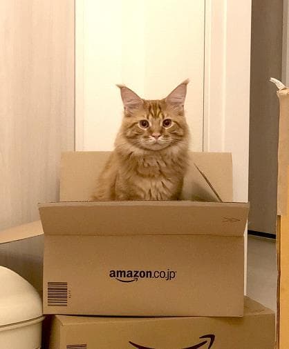 拟人化的猫咪有多可爱？二次元的猫猫小萝莉，谁不想天天吸