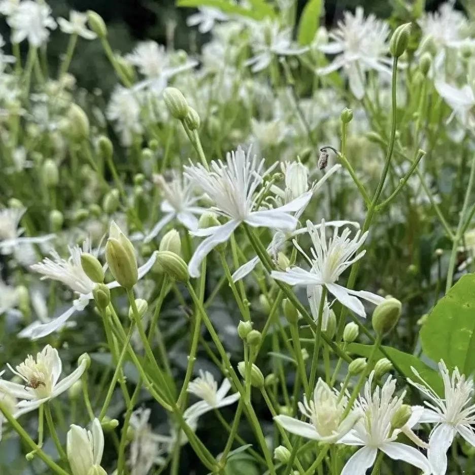 治风湿痹痛之要药——威灵仙