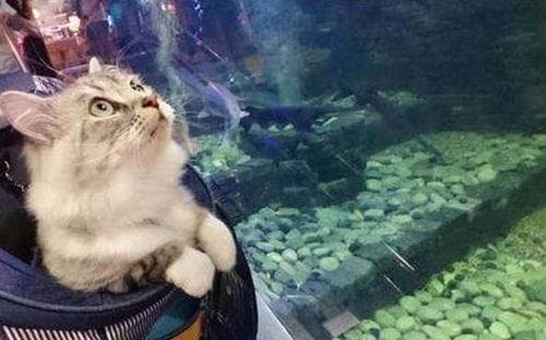宠物鱼记忆：短暂而珍贵