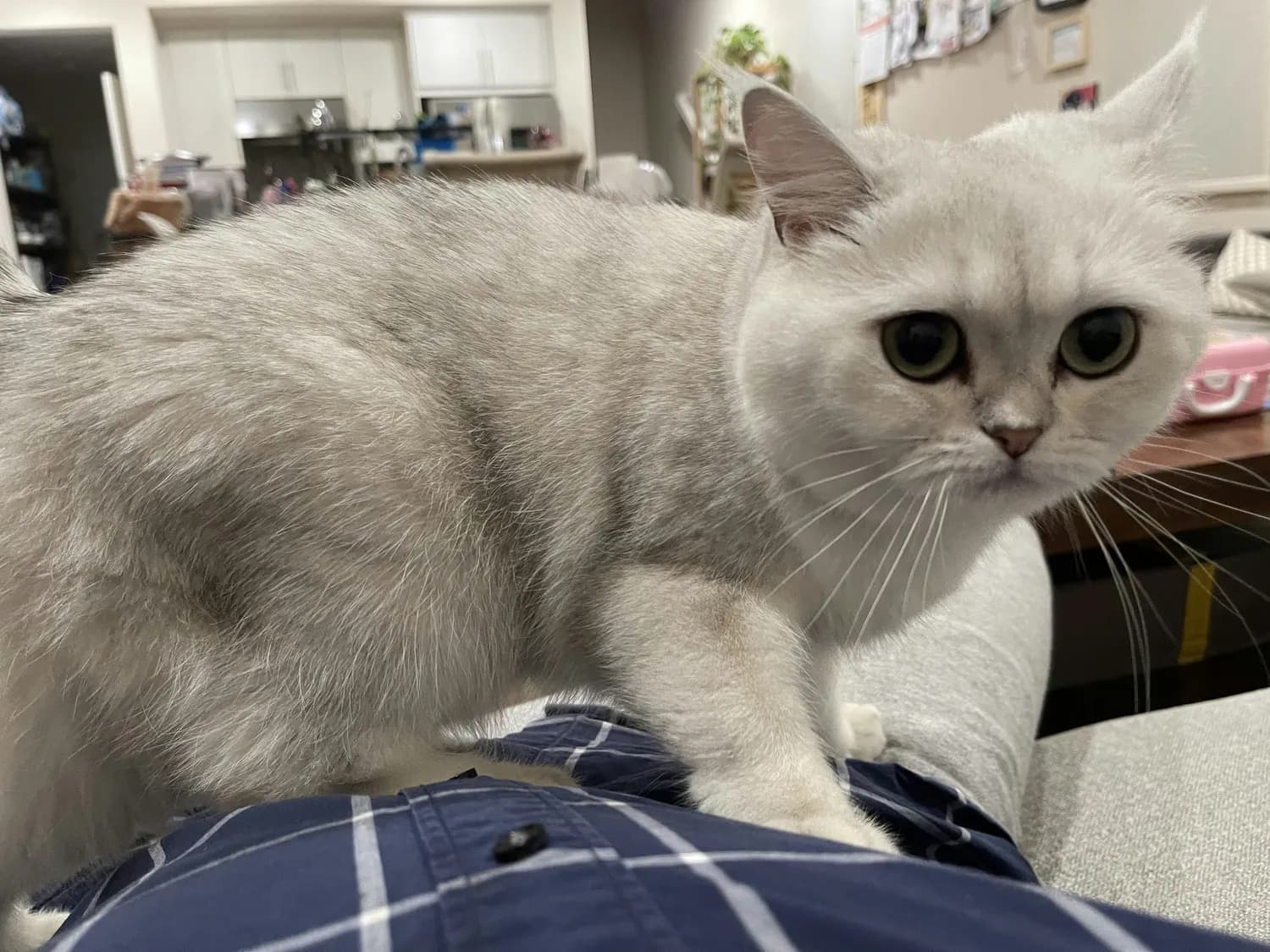 银渐层猫养护全攻略：从饮食到健康管理的科学指南