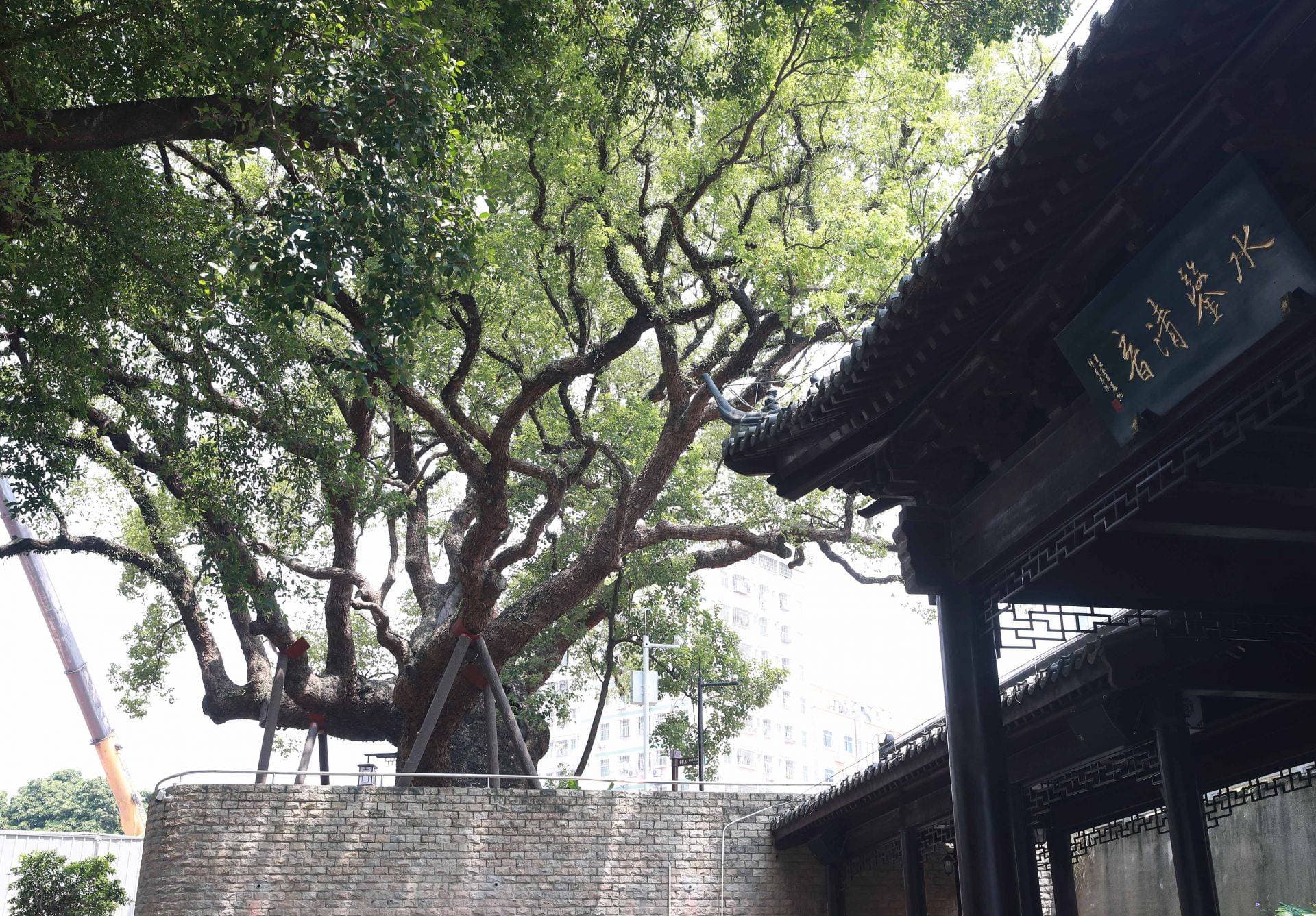 深圳多个民生项目实施古树保护，508岁樟树见证城市文脉延续