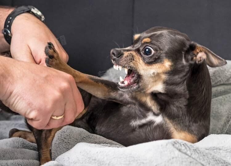 打完狂犬疫苗吃辣会有什么影响