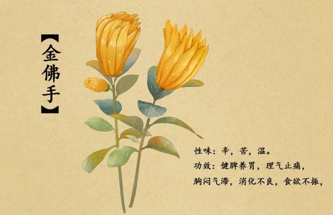 中医话中药之“佛手”