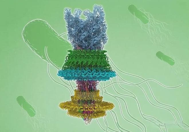 细菌的“纳米发动机”：每分钟15万转，效率远超人类制造