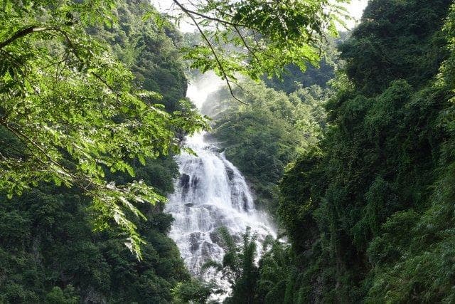 发布会｜玉溪新平境内绿孔雀数量达320～350只