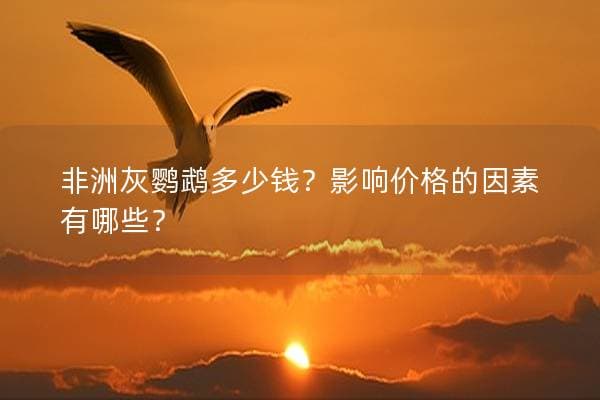 非洲灰鹦鹉多少钱？影响价格的因素有哪些？