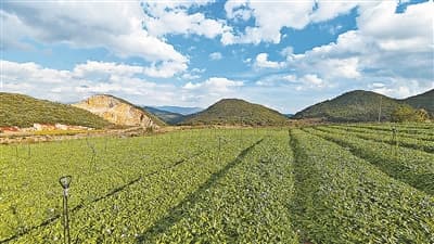 滇南有灵草，名曰灯盏花！可治心脑血管疾病，云南去年卖了近20亿元
