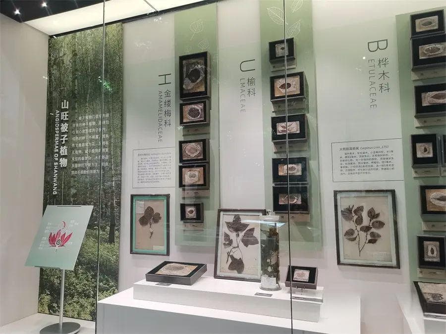 临朐县博物馆晋升“国家一级”：古生物化石与科技创新的完美融合