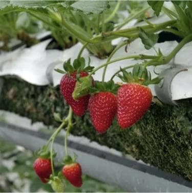 草莓畸形果、白头果、出果不齐？这些问题给你支个招！