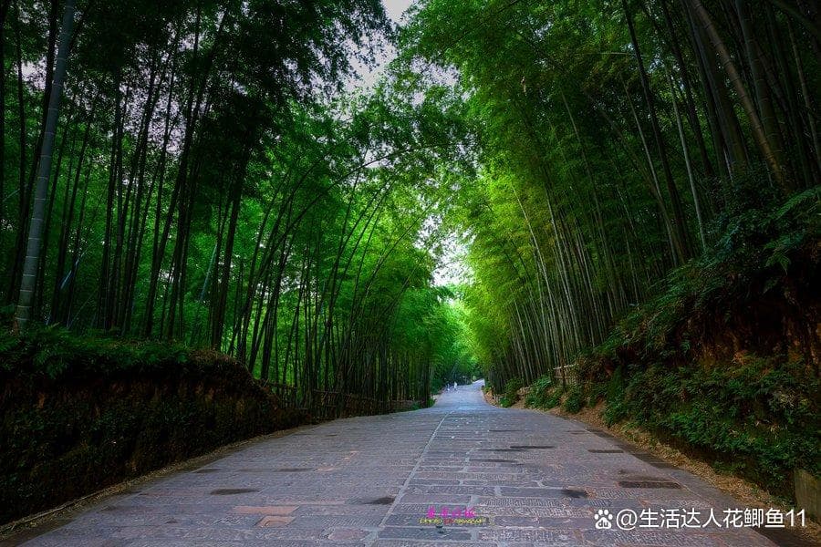 春笋夏荫秋黄冬雪：蜀南竹海四季旅游指南