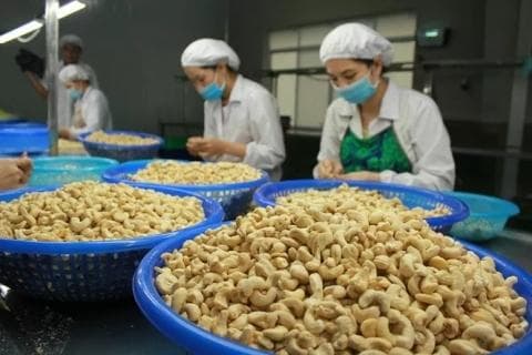 原材料大涨4-5成！越南腰果出口面临贸易逆差风险