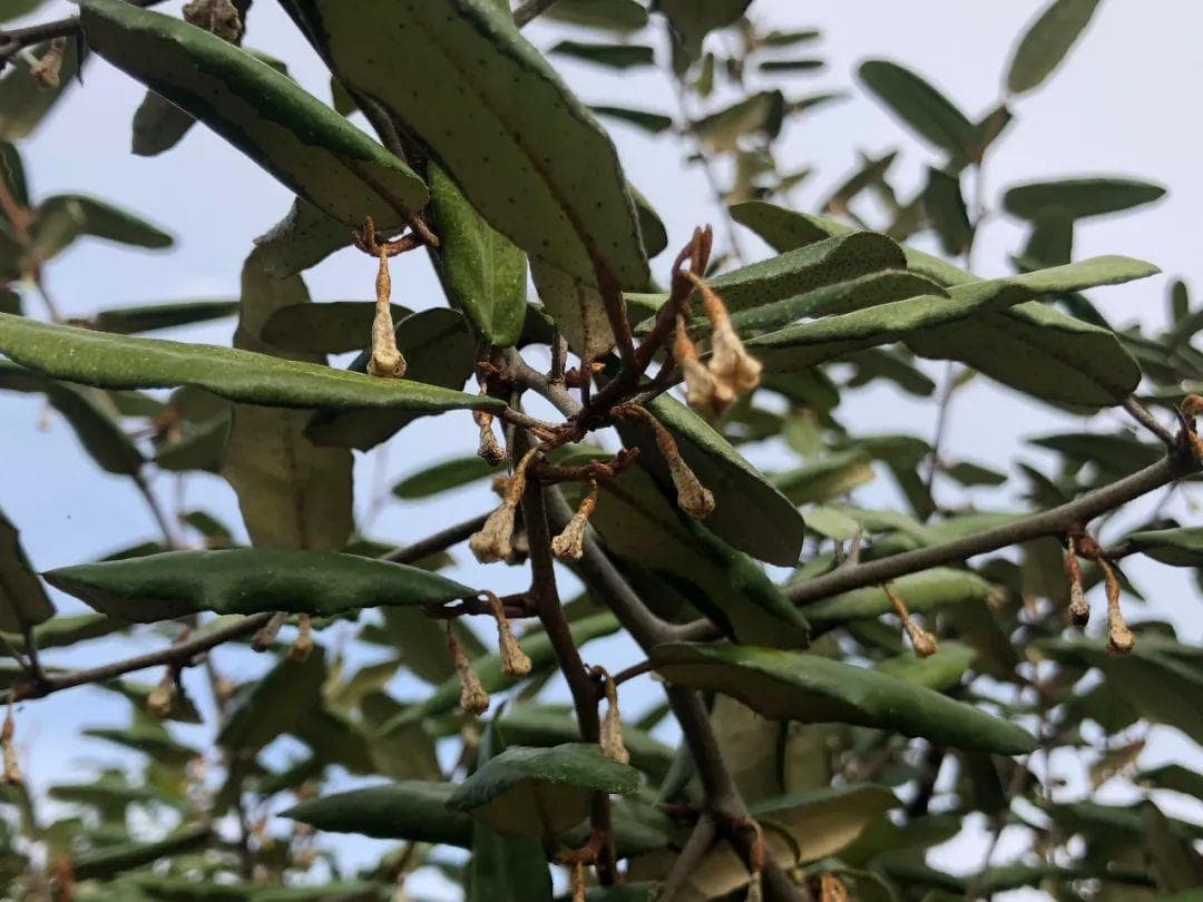 秋花春实的胡颓子：一种独特的乡土植物