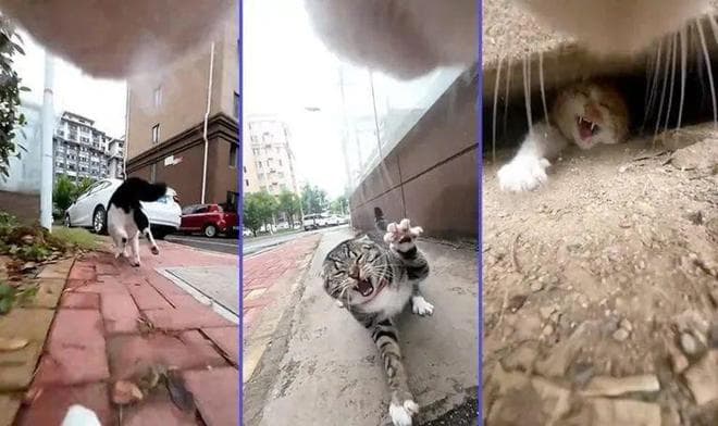 中国猫猫被恶意搬运外网，结果它太能打，红了！外国网友：原来是功夫喵啊？