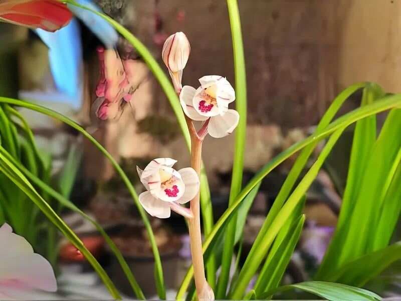 兰花花色与开品的优化之道