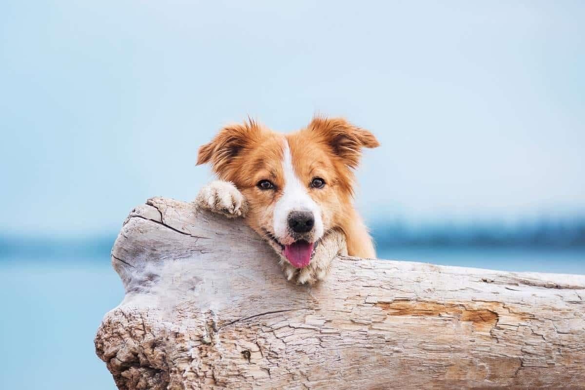 延长狗狗寿命的方法有哪些