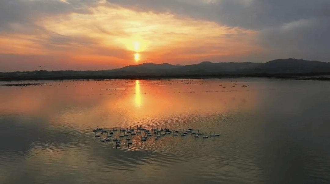 黄陂湖：莲花水国，候鸟天堂