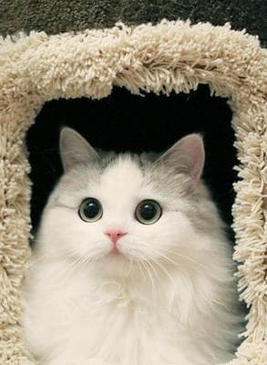 揭秘猫咪的心理机制，了解如何减轻它的恐惧感