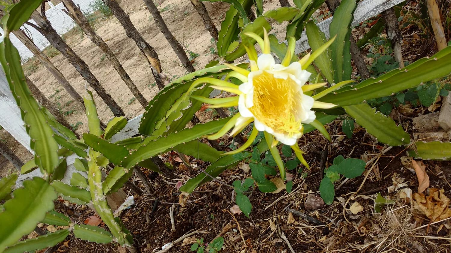 揭秘昙花栽培秘籍，让你秒变园艺达人！