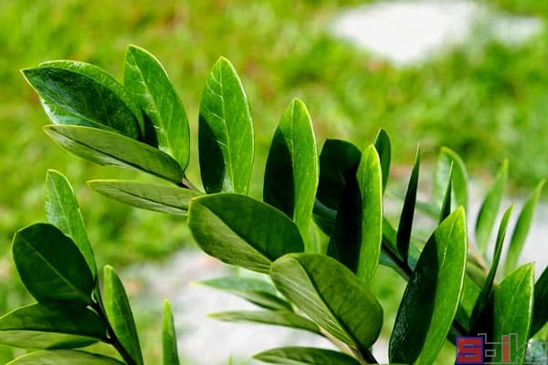 雪铁芋（金钱树）：非洲热带草原的“招财树”