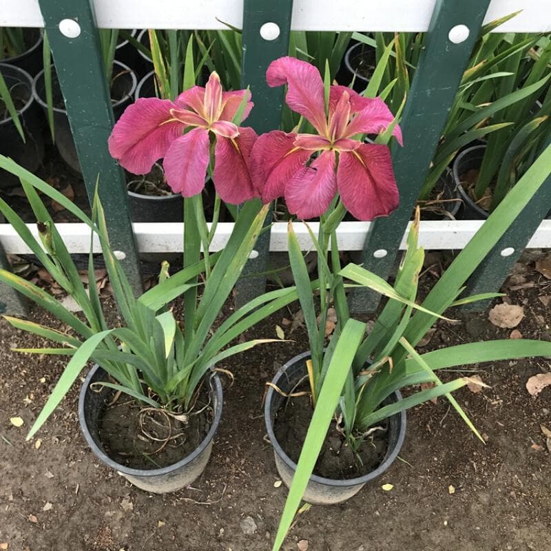 鸢尾花的花语和寓意是什么