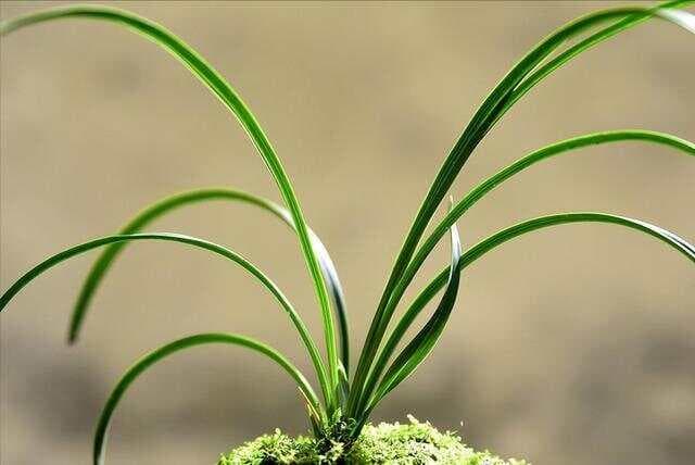 兰花盆面养苔藓有什么讲究？要想花旺苔藓靓，做好这几点就可以了