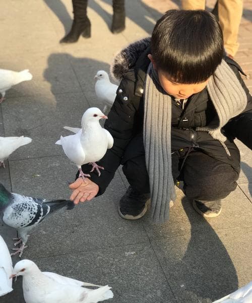梦见鸽子吉凶