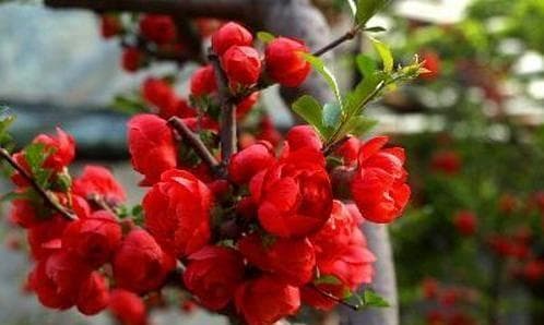 海棠花的花语与传说（传承千年的浪漫与坚韧）