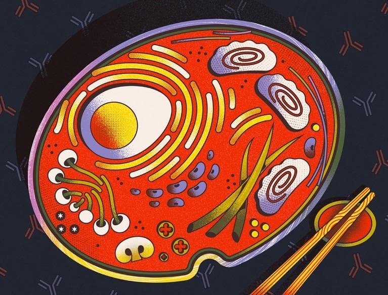 饮食调节免疫功能的原因