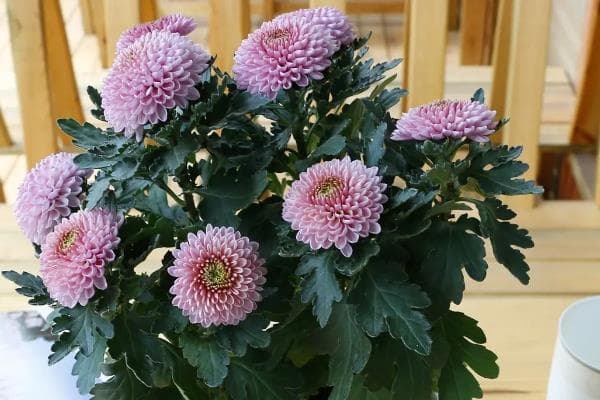 菊花不宜在家养殖？这些原因你可能从未想过！