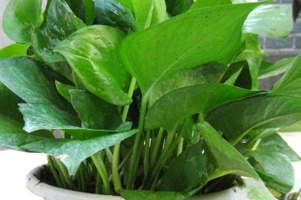 绿萝种植全攻略：土壤、温度、光照三大要素详解