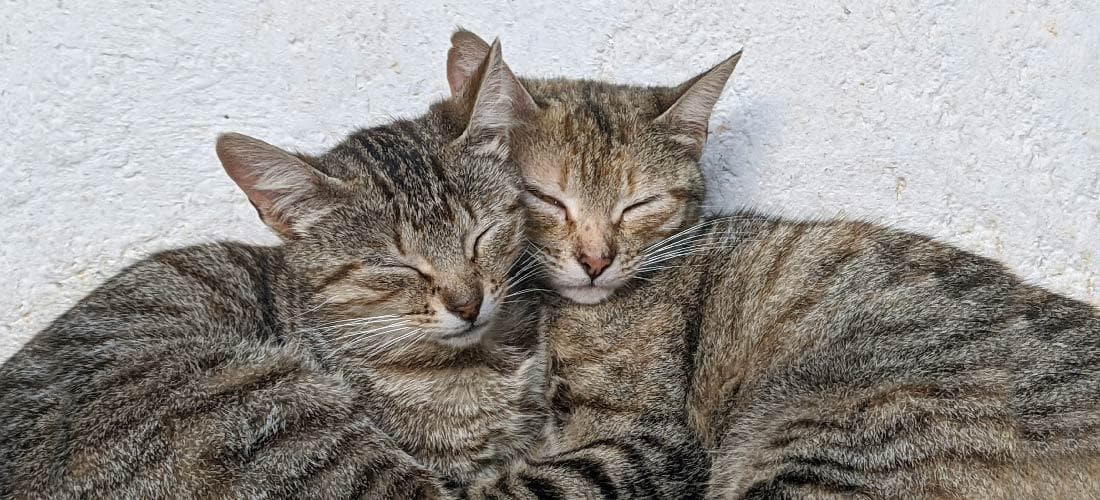 猫咪为什么这么爱睡？揭秘猫咪的睡眠习惯