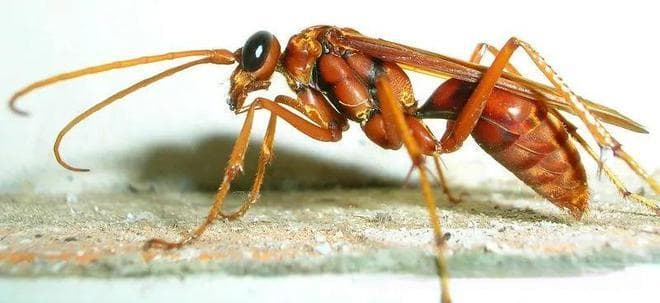 【动物界全系列】胡蜂总科—蛛蜂科
