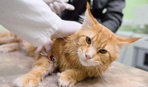 猫咪患猫瘟：病因不明，症状多，预防为主