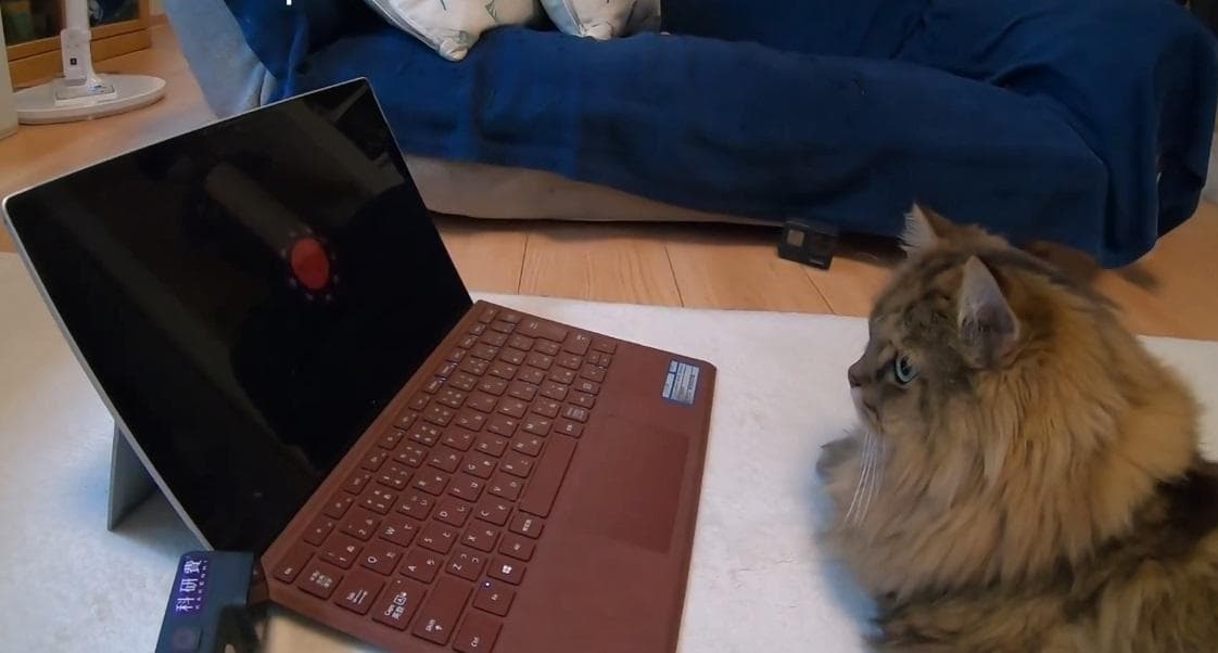 你的猫正在窃听