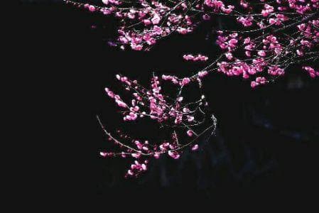 梅兰竹菊：中国传统文化中的“四君子”