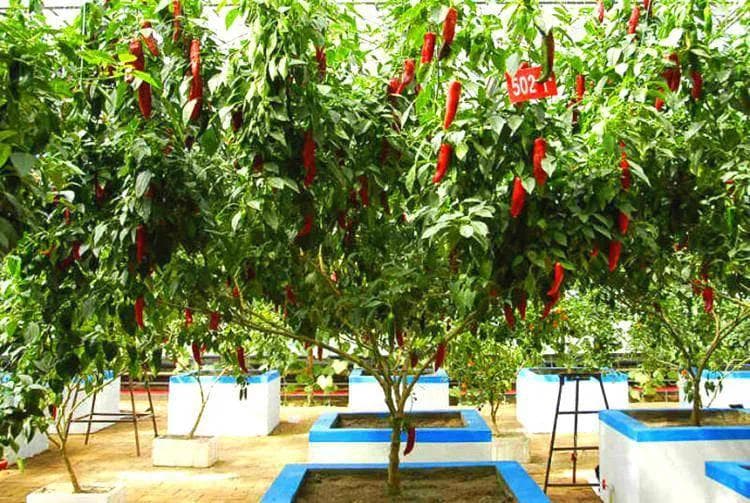 把辣椒种成一棵辣椒树！只要简单4个步骤，一看就会，种1次采多年
