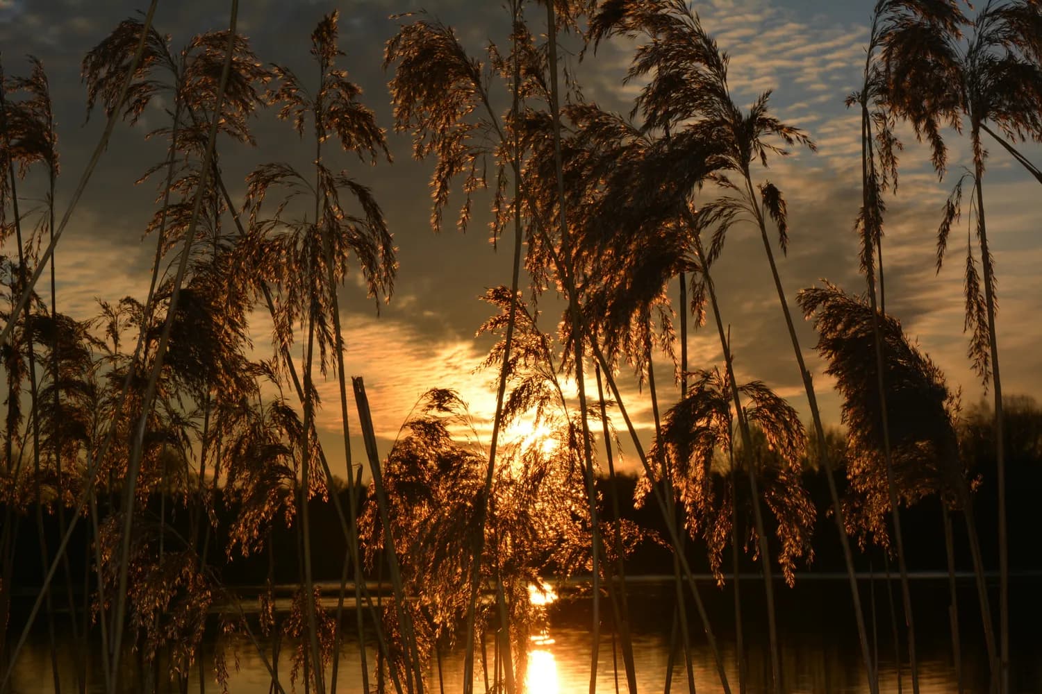 秋日打卡最美湿地：下渚湖芦苇荡