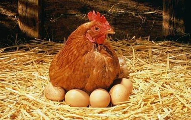 揭秘鸡下蛋之谜：从恐龙时代到餐桌上的美味