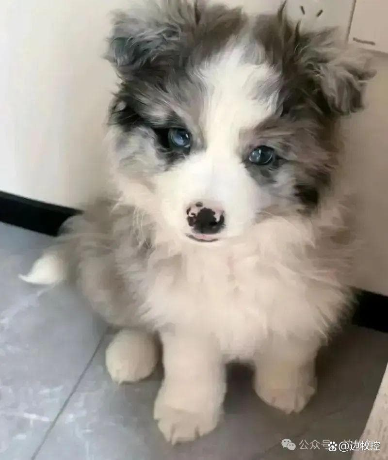 两个月大的边牧到底有多聪明？（附幼犬训练秘笈）