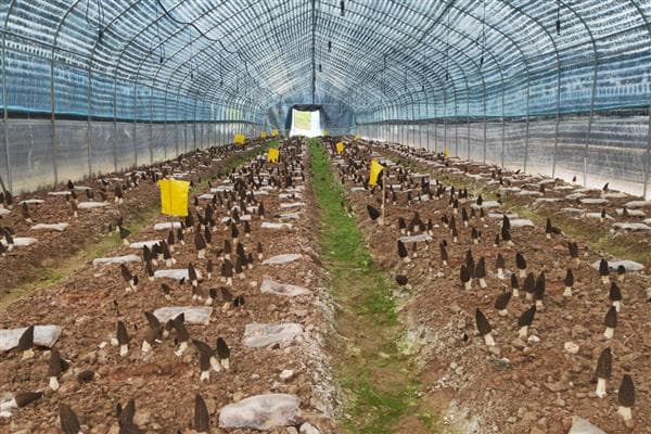 羊肚菌种植指南：从温度到土壤的全方位解析