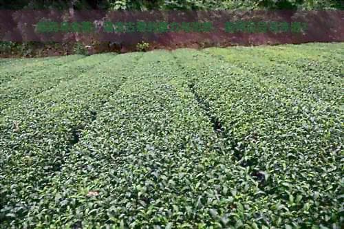 探究乌金茶：澜沧古茶的魅力与功效，如何品尝与冲泡？