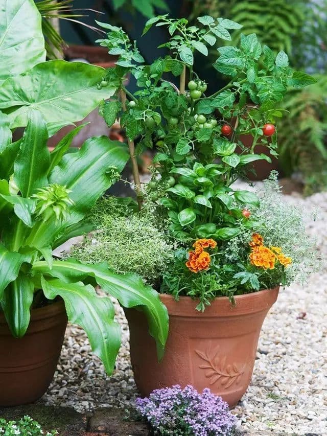 你知不知道植物也有朋友圈？种在一起可以驱虫催花助生长