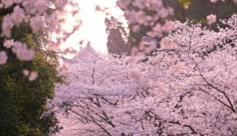 武汉十大春季旅游景点