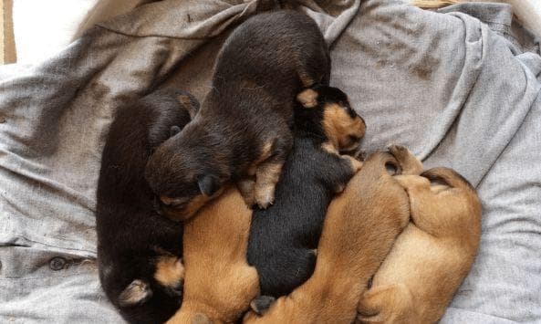 如何正确饲养刚买回来的小狗（幼犬饲养方法，让你的小狗茁壮成长）