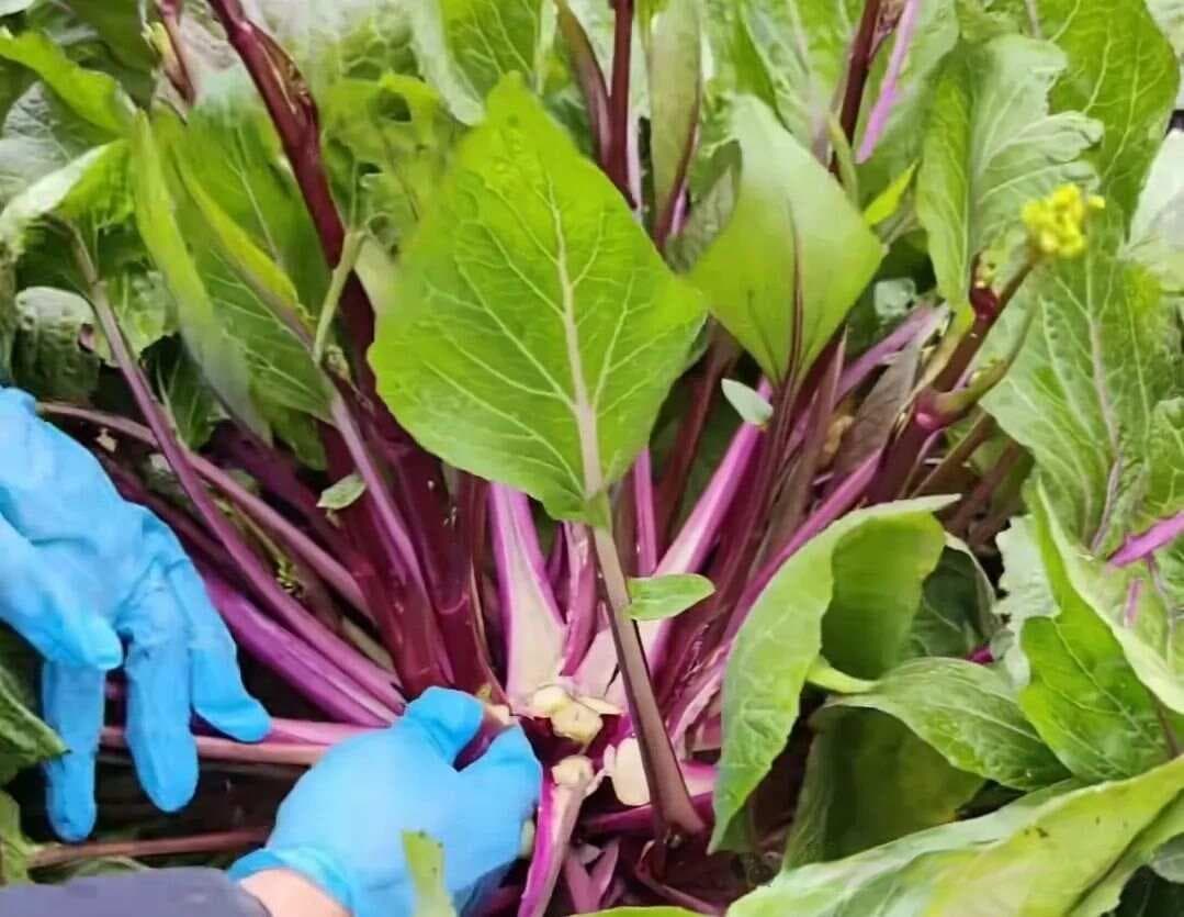 菜薹种植技术详解：从育苗到采收的全程指南