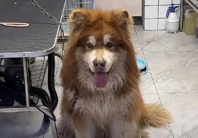 陈乔恩为网红小狗艾特发声 怒斥虐待动物的恶人，她挺有爱心的