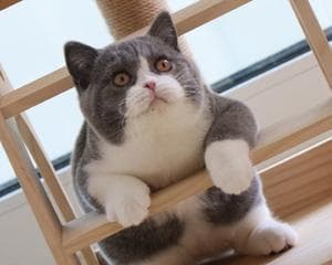 猫咪为什么喜欢坐着？揭秘猫咪坐姿背后的秘密